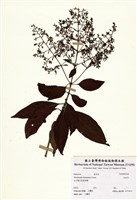 藏品(水金京)的圖片